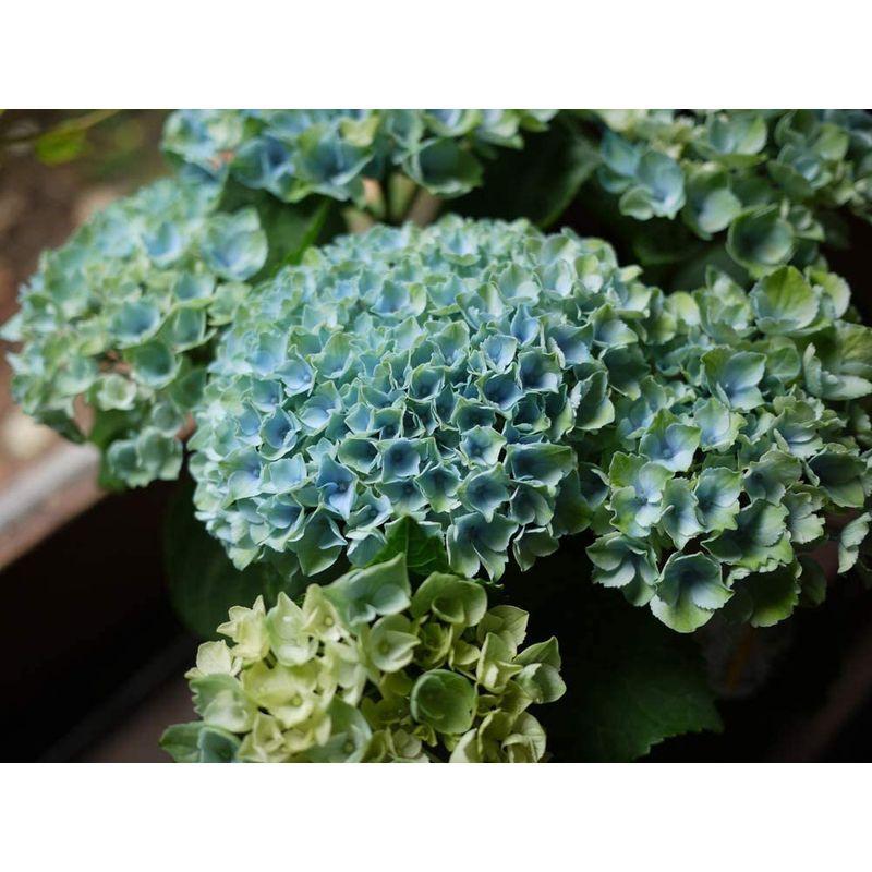 定番の中古商品 誕生日 父の日 紫陽花 あじさい 鉢植え アジサイ 5寸鉢 マジカルレボリューション ハイドランジア Www Gtasavegames Com