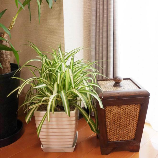 N-Chai ゴミ箱 おしゃれ 蓋付き Sサイズ ウッド 木目 収納 藤 部屋用 リビング キッチン ごみ箱 バスケット 収納ボックス 男前インテリア 男前インテリア雑貨 |  | 05