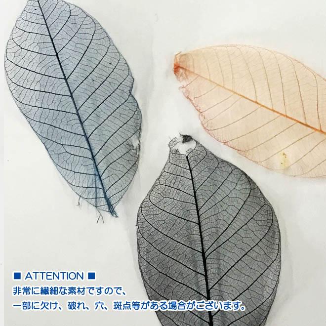 ミニ スケルトンリーフ（30枚セット） ドライフラワー 葉 花材 素材
