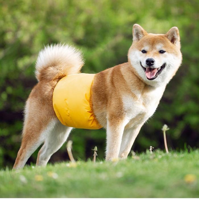 マナーベルト 犬 オス メス ずれない マナーウェア マナーパンツ マナーバンド サニタリーパンツ 犬用 介護 おむつ オムツ ドレス犬 カバー オシッコ対策 106 Cht 102 Kayiyasu アウトドア専門店 通販 Yahoo ショッピング
