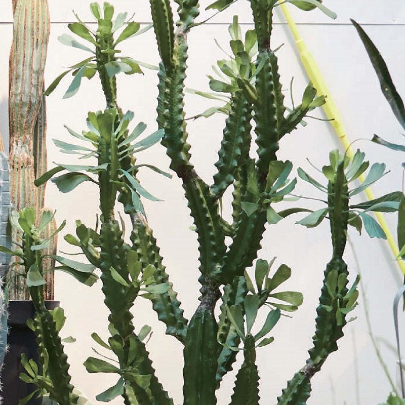 美品 人工観葉植物 ユーフォルビアポット147 （1個） bb490-0 （代引き不可） p107 【C8751412565】(31400円)