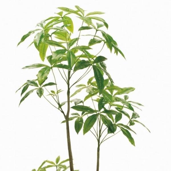 人工観葉植物 パキラ 6F 光触媒加工 高さ180cm （P199-zv12100) （代引き不可）_1