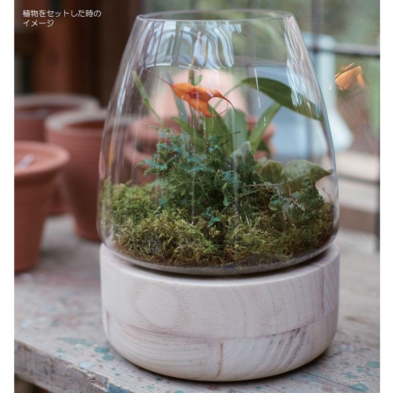 園芸 インテリア ポット パインウッド テラリウム 1個セット 93077 （代引き不可） p269 園芸 インテリア ポット パインウッド テラリウム 1個セット 代引き不可 p269