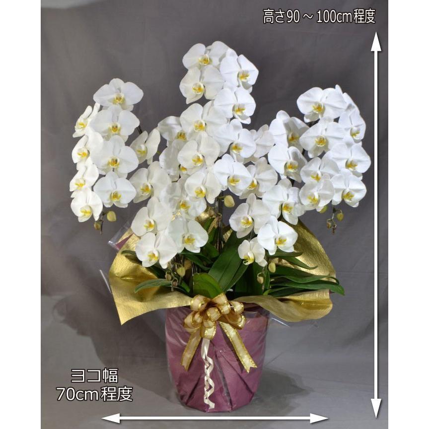 蘭生花 白大輪胡蝶蘭 5本立ち 50輪程度 つぼみ含む 5f4l P1021 契約蘭農園直送 当選祝 お供え Ran S 5f4l P1021 社人形会館 通販 Yahoo ショッピング