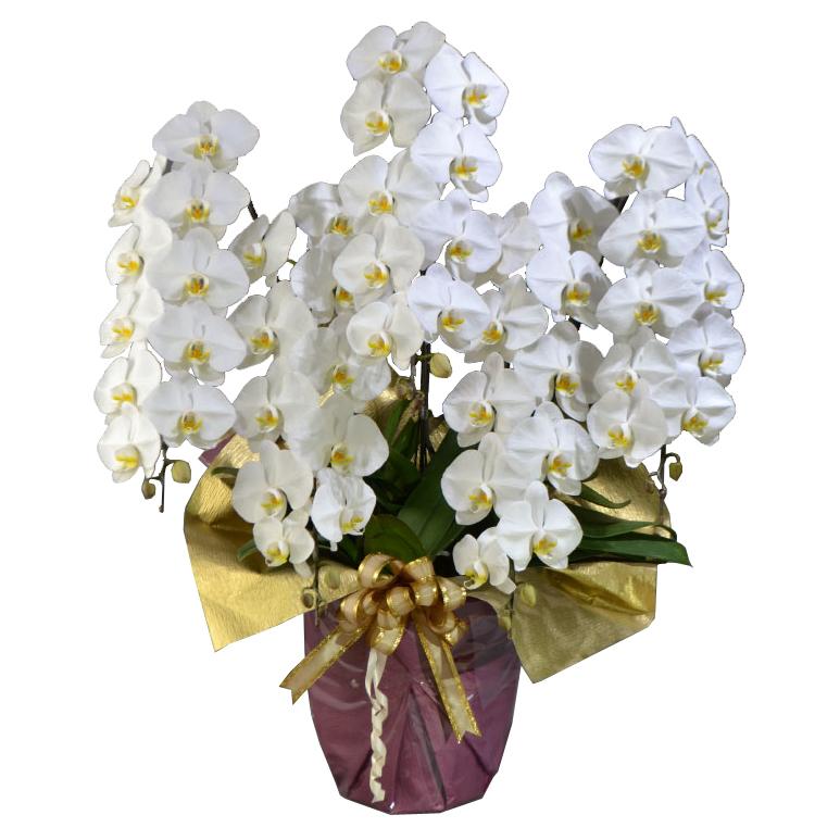 1. 斑入り銀梅花 フイリギンバイカ マートル 抜き苗 5. 斑入り銀梅花