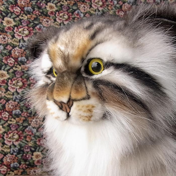 ハンサリアルマヌルネコぬいぐるみセット 大小 HANSA 【HANSA マヌルネコ30 ぬいぐるみ】猫 ねこ ネコ ハンサ リアル