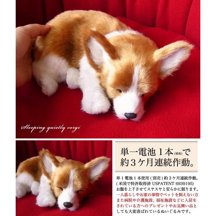 【パーフェクトペット コーギー ぬいぐるみ】犬 いぬ イヌ リアル 本物 そっくり ペット メモリアル グッズ クリスマスコーイケルホンディエ｜niniquino｜03