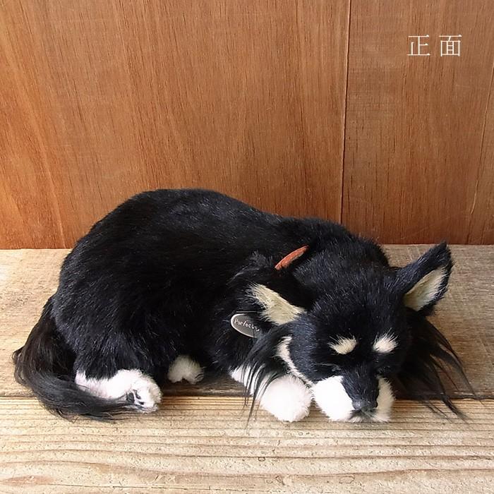 人気ブランドの パーフェクトペット チワワ ロング ブラックタン ぬいぐるみ 犬 いぬ イヌ リアル 本物 そっくり Materialworldblog Com