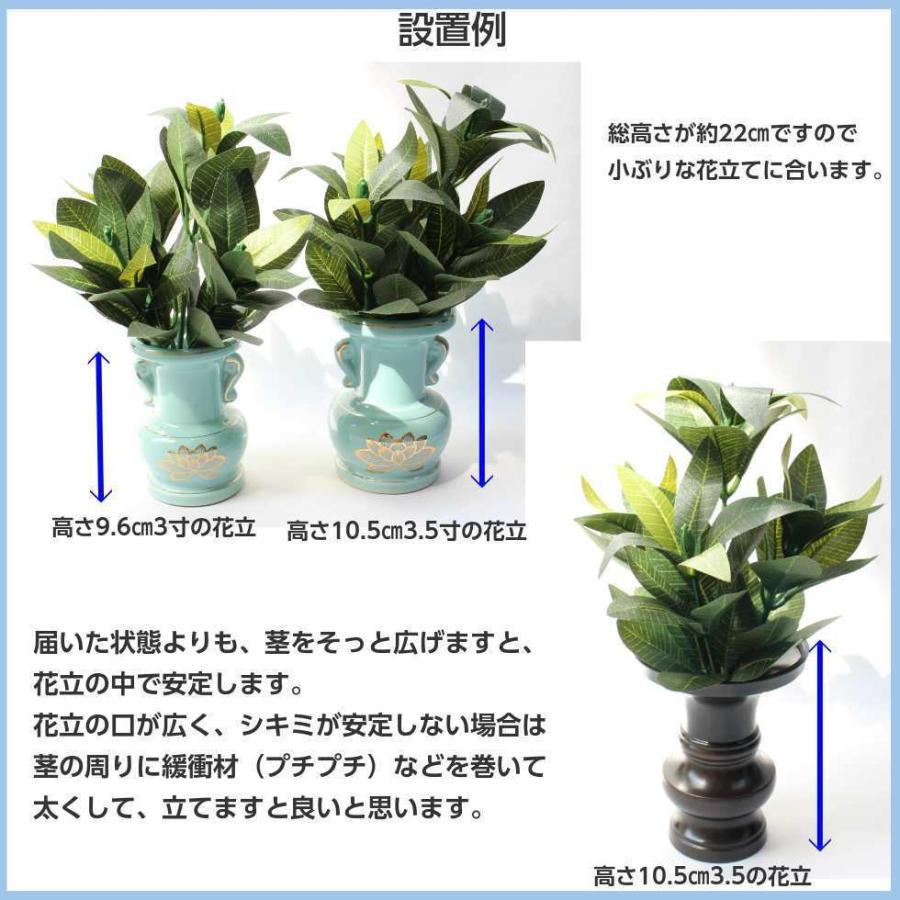 シキミ 110センチ