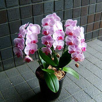 18円 い出のひと時に とびきりのおしゃれを 還暦祝いにも プレゼント ブランド品種 ピンク系 中輪 胡蝶蘭 人気ランキング