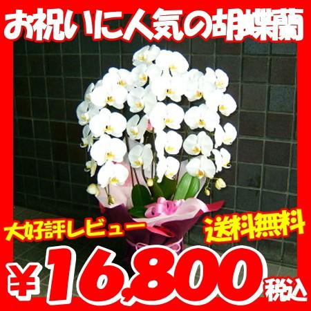 胡蝶蘭（Yahoo!・花束 胡蝶蘭フラワーギフト屋）