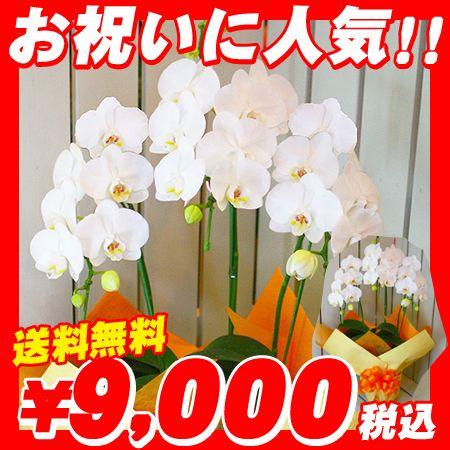 公式の 選挙 お祝い 胡蝶蘭 お祝い ファレノプシス お祝い 結婚記念日 ホワイトデー 大注目 Www Muslimaidusa Org