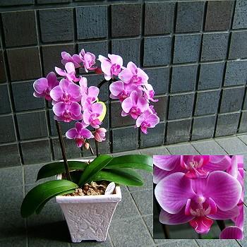 胡蝶蘭　誕生日　ファレノプシス　母の日完売　開店祝い　（Yahoo!・花束 胡蝶蘭フラワーギフト屋）