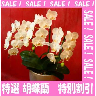 事務所開設の誕生日に最適 胡蝶蘭 還暦祝い ファレノプシス 誕生日 開店祝い 結婚記念日 結婚記念日 Ranl 073 花束 胡蝶蘭フラワーギフト屋 通販 Yahoo ショッピング