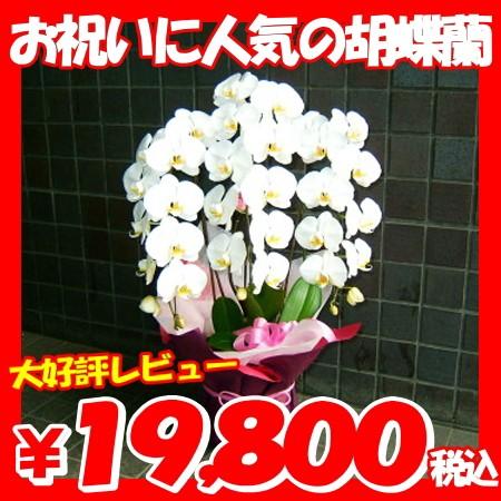 全品送料無料 胡蝶蘭 楽天1位 Www Muslimaidusa Org