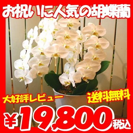 当店一番人気 胡蝶蘭 誕生日 期間限定割引 還暦祝い ファレノプシス 開店祝い 結婚記念日