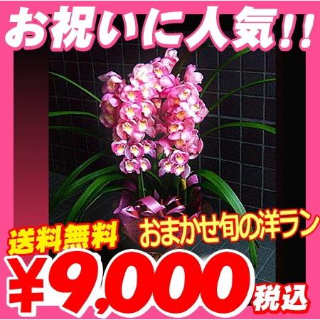 選挙　誕生日　還暦祝い　母の日完売　開店祝い　胡蝶蘭より人気！おまかせ旬の洋ラン 送料無料