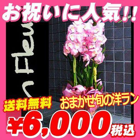 選挙　誕生日　還暦祝い　母の日完売　開店祝い　胡蝶蘭より人気！おまかせ旬の洋ラン 送料無料（Yahoo!・花束 胡蝶蘭フラワーギフト屋）