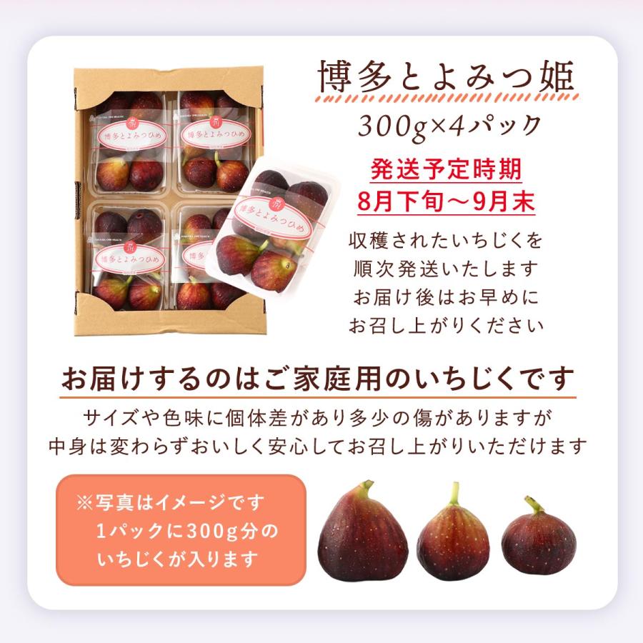 いちじく いちじく苗 | 株式会社丸筑農園 / まるちく 福岡県久留米市