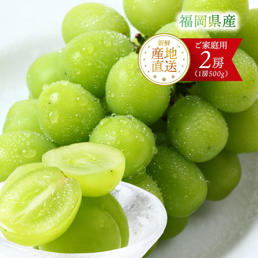 シャインマスカットご自宅用2パックセット 送料無料 福岡県産 シャインマスカット 500g×2房 ご家庭用 【発送時期