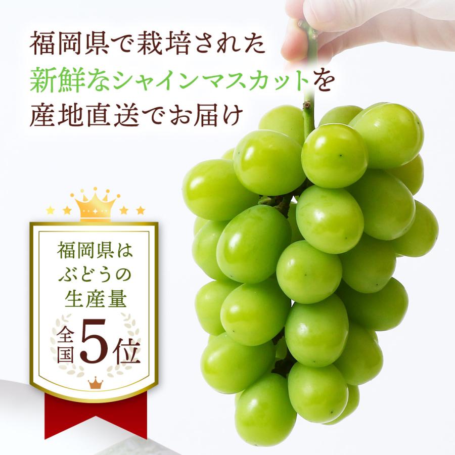 送料無料 福岡県産 シャインマスカット 500g×2房 ご家庭用 【発送時期