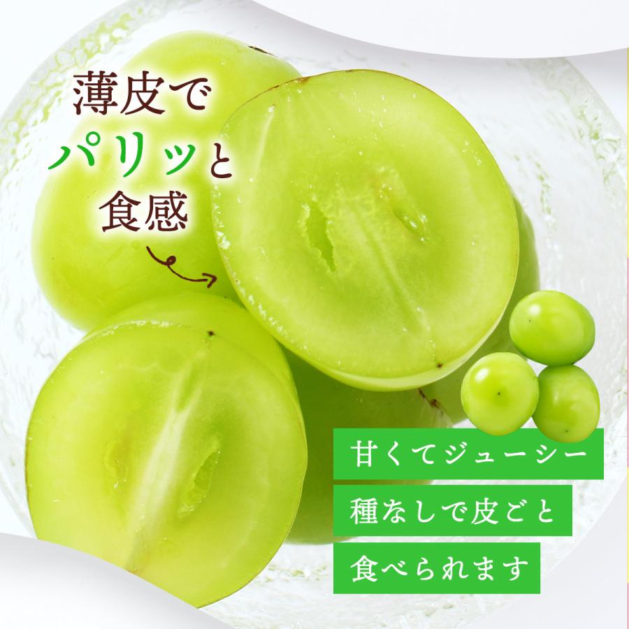 送料無料 福岡県産 シャインマスカット 500g×2房 ご家庭用 【発送時期