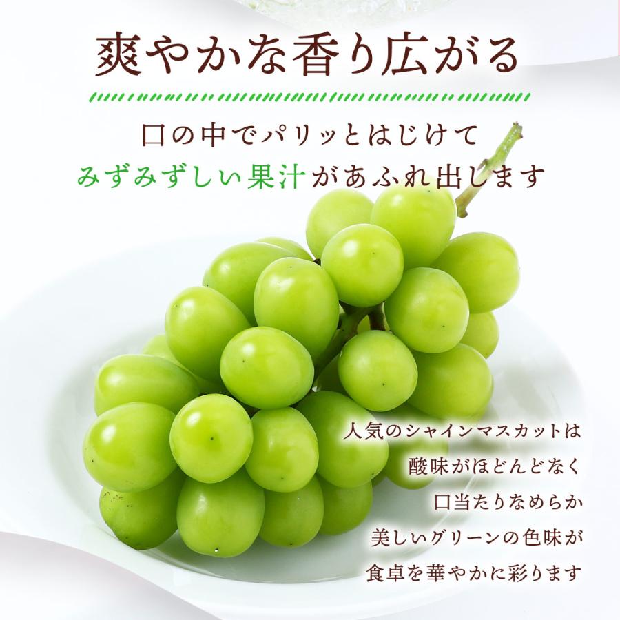 送料無料 福岡県産 シャインマスカット 500g×2房 ご家庭用 【発送時期