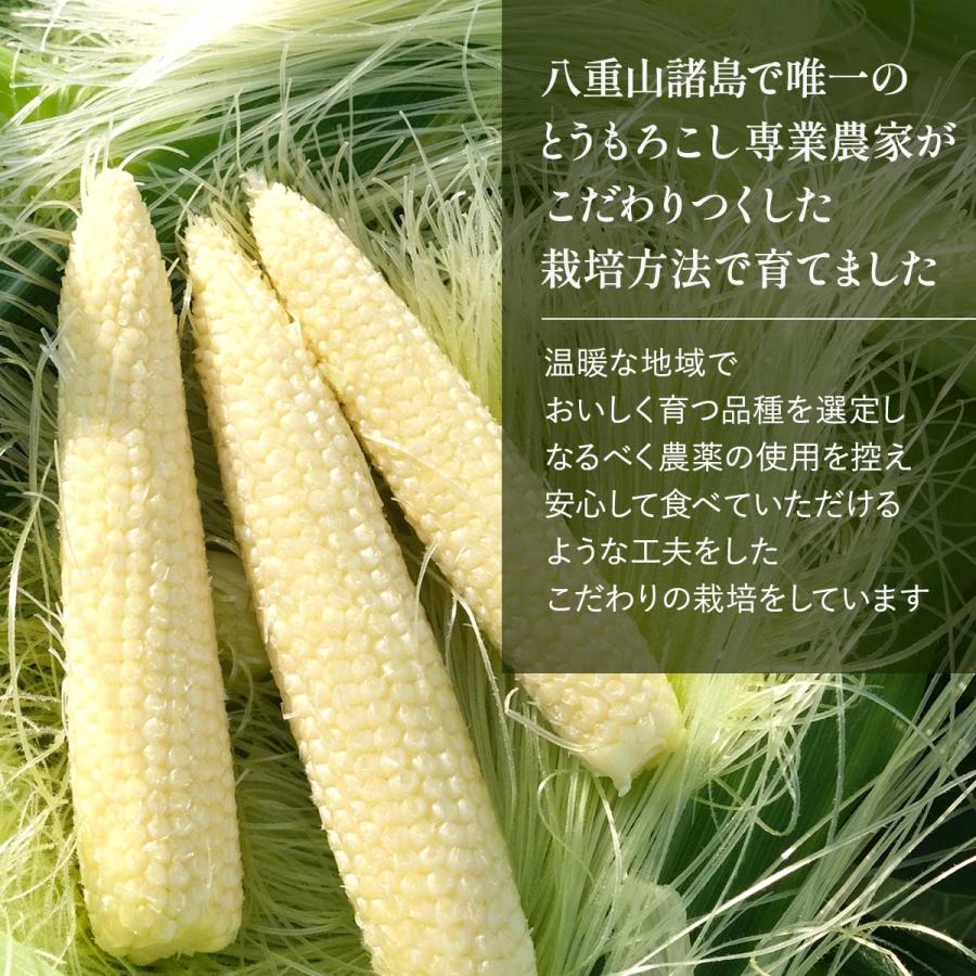 送料無料 朝どれプレミアムヤングコーン 15本入り 【出荷開始:3月