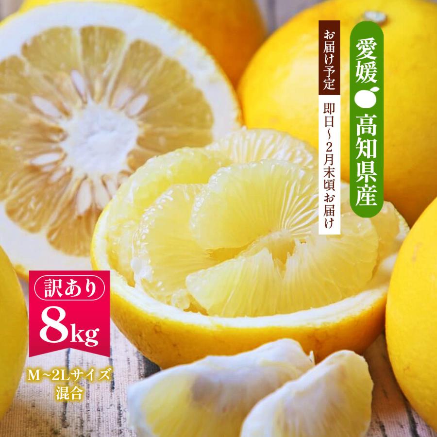 訳あり 土佐文旦 8kg 送料無料 [フレッシュつちやま] /みかん ミカン