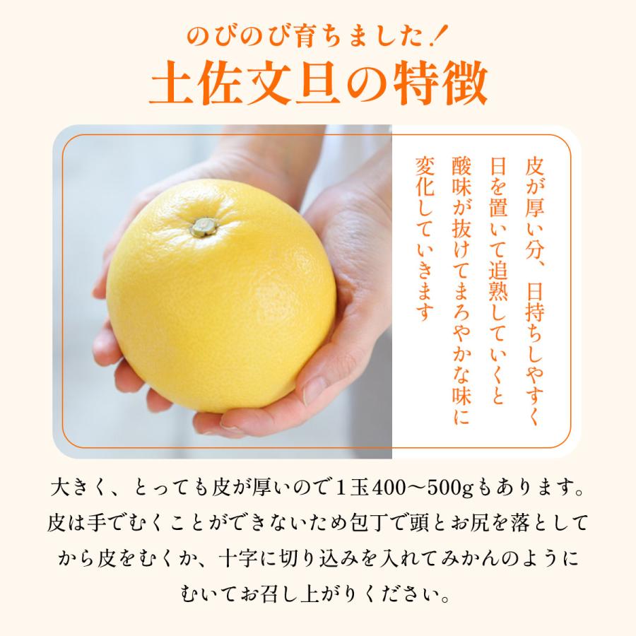 訳あり 土佐文旦 8kg 送料無料 [フレッシュつちやま] /みかん ミカン