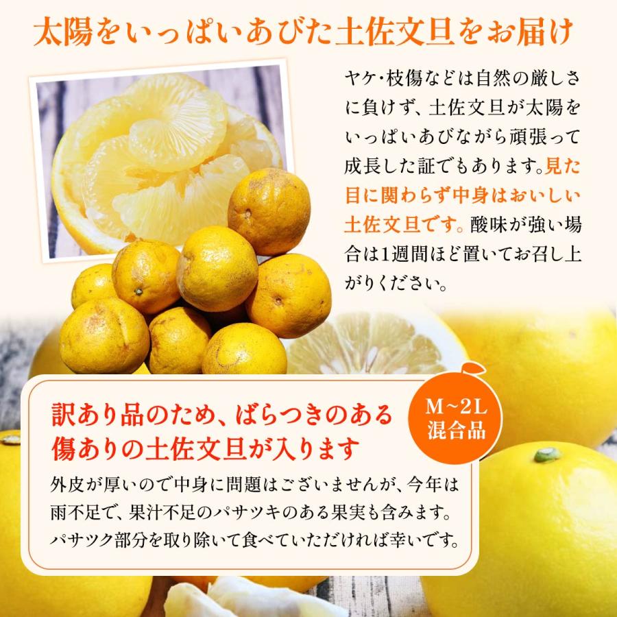訳あり 土佐文旦 8kg 送料無料 [フレッシュつちやま] /みかん ミカン