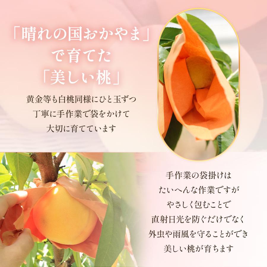 送料無料 岡山県産 黄金桃 3玉(300g×3) 【出荷時期:8月下旬頃〜順次