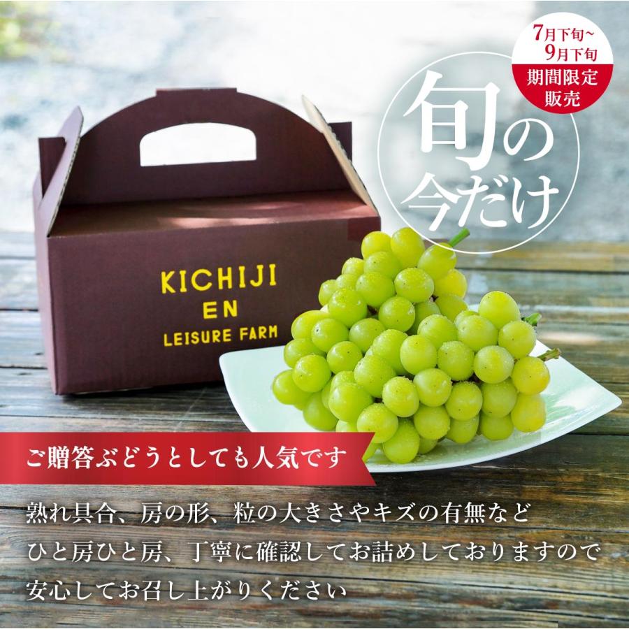 送料無料 吉次園 熊本県産シャインマスカット 1.2kg(2-3房) 【出荷時期