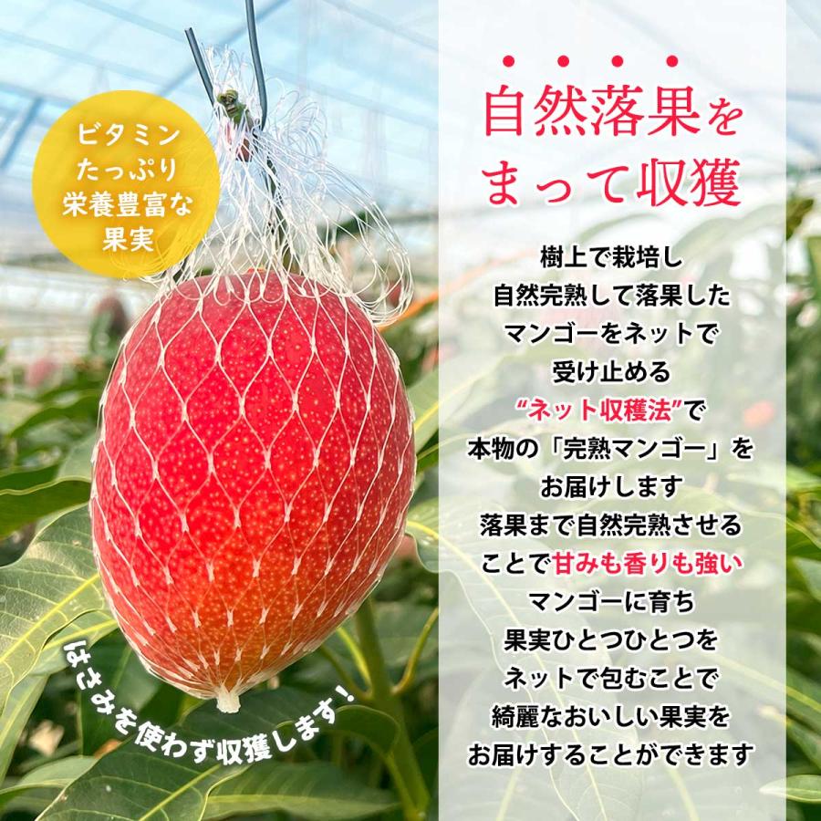 宮崎県産マンゴー 3玉 宮崎 完熟 マンゴー 2L 1kg(3玉)【発送時期:5月