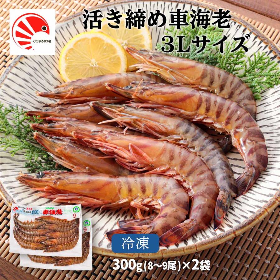 上等な ひのまる車海老 海老 活き〆冷凍車海老 3lサイズ 2p 9尾 600g 車海老 車エビ 活き締め 冷凍 鹿児島産 鮮度 Pmajk Gov Pk