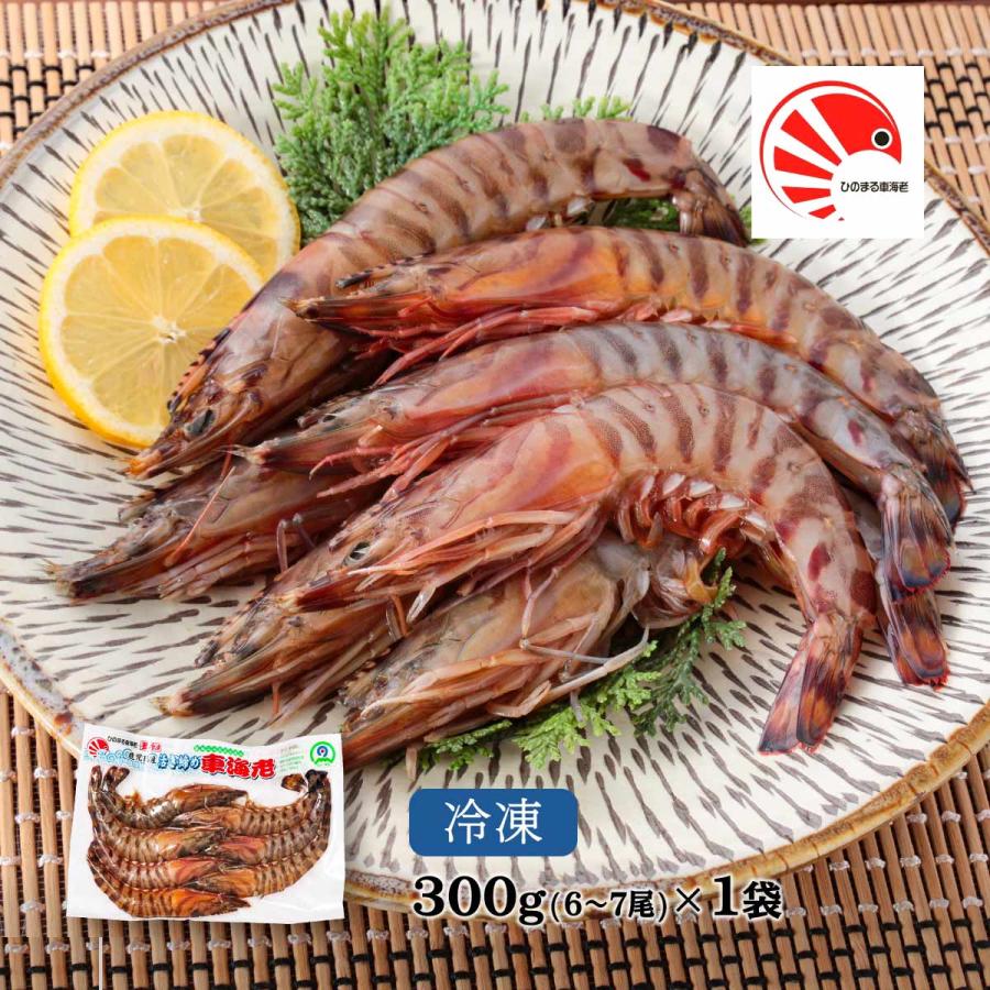 ひのまる車海老 再入荷 海老 活き〆冷凍車海老 特大サイズ 1p 6 7尾 300g 車エビ 塩焼き 天ぷら 車えび ギフト お歳暮 お中元