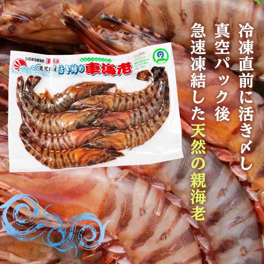 ひのまる車海老 再入荷 海老 活き〆冷凍車海老 特大サイズ 1p 6 7尾 300g 車エビ 塩焼き 天ぷら 車えび ギフト お歳暮 お中元