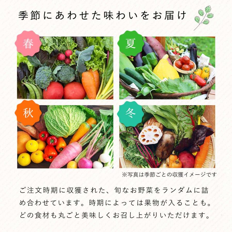 野菜セット REALIZE 送料込 3980円 大分県豊後大野 おまかせお 野菜セット REALIZE 送料込 3980円 大分県豊後大野 おまかせお