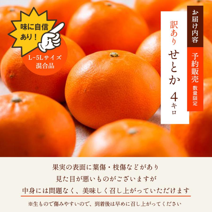 せとか・訳あり品・4kg L~5Lサイズ混合 送料無料 果物 玉津柑橘 せとか・訳あり品・4kg L~5Lサイズ混合 送料無料 果物 玉津柑橘