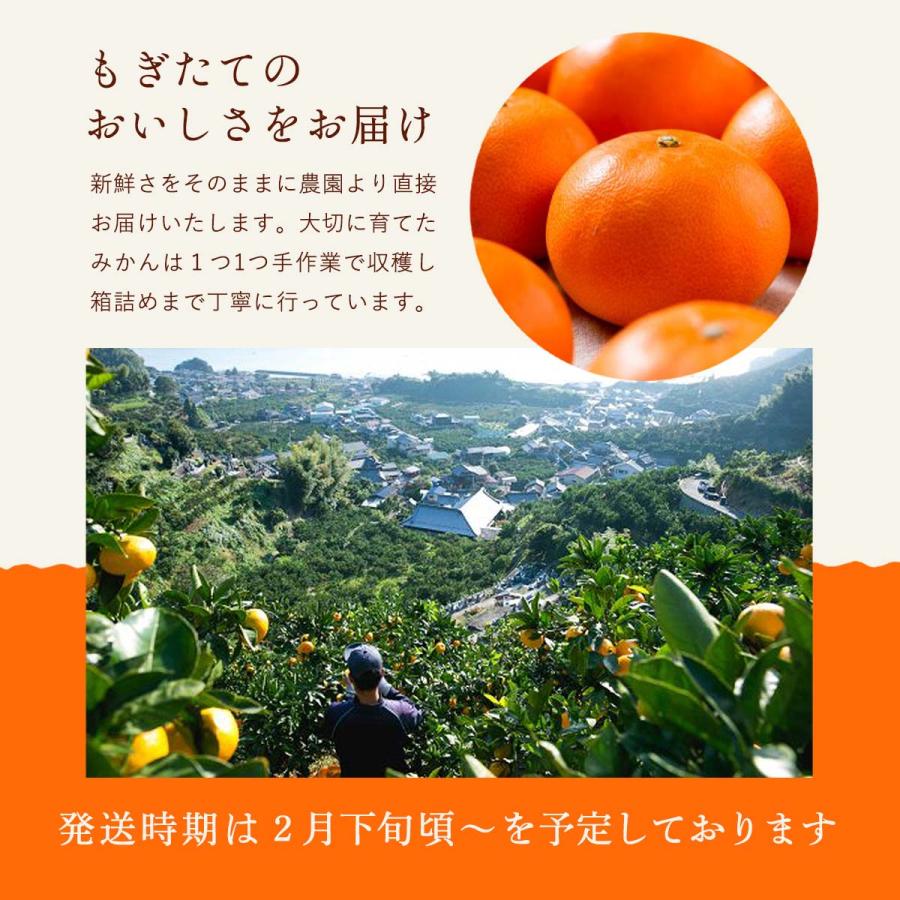 せとか・訳あり品・4kg L~5Lサイズ混合 送料無料 果物 玉津柑橘 せとか・訳あり品・4kg L~5Lサイズ混合 送料無料 果物 玉津柑橘
