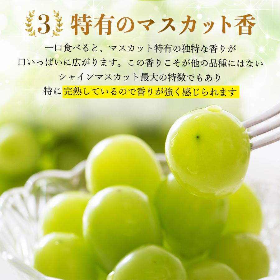 シャインマスカット 送料無料 [吉次園] 600g 【配送時期:7月中旬〜9月