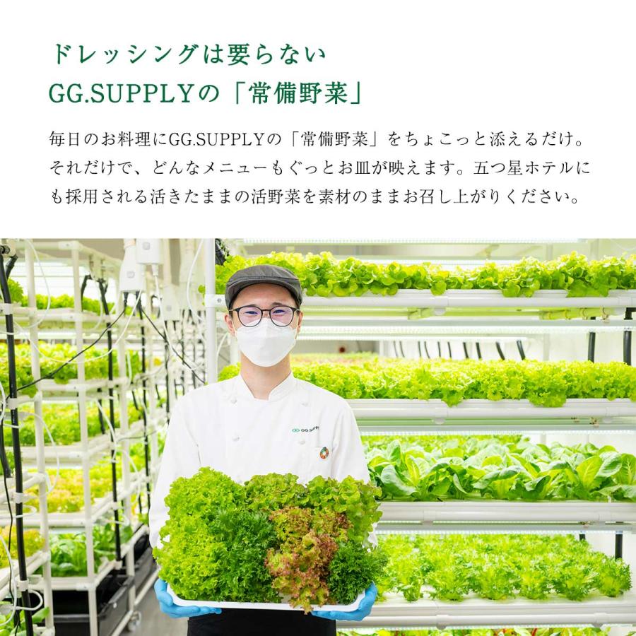 野菜 GG.SUPPLY Regular 常備野菜 5品種 詰め合わせ 葉野菜5種 /便利 野菜セット 無農薬野菜 有機野菜 国産｜nipponmarche｜07