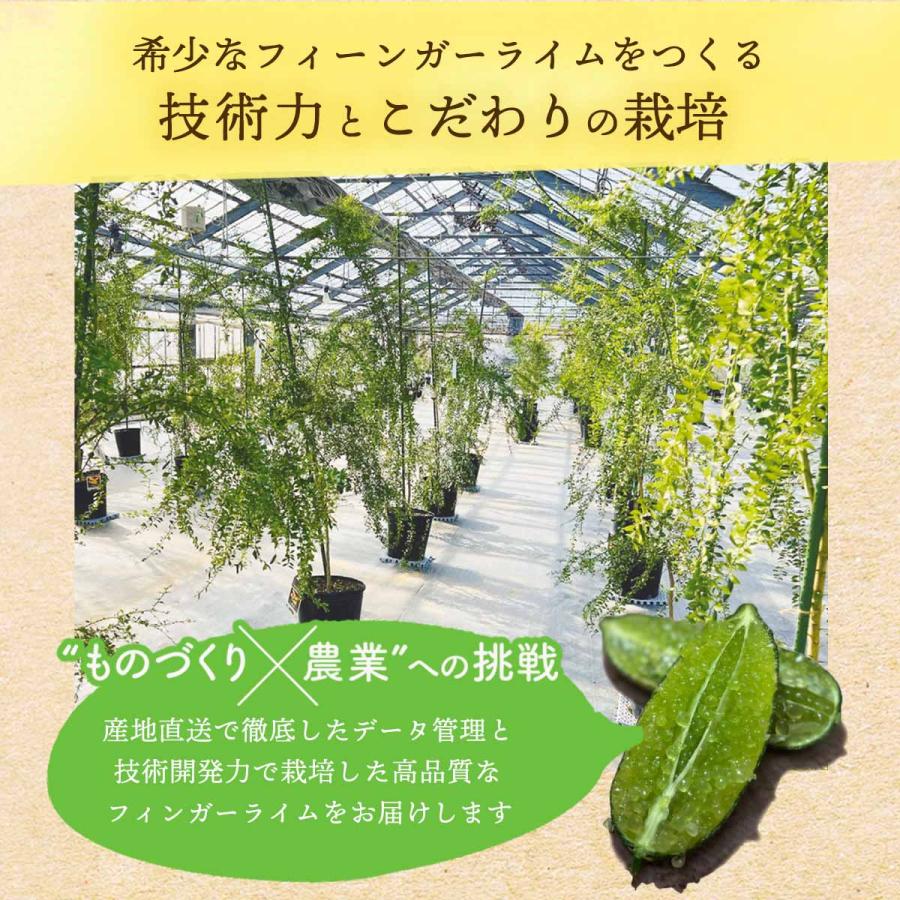 送料無料 シーヴイテック フィンガーライム 80g(4〜7本) 【発送:7月