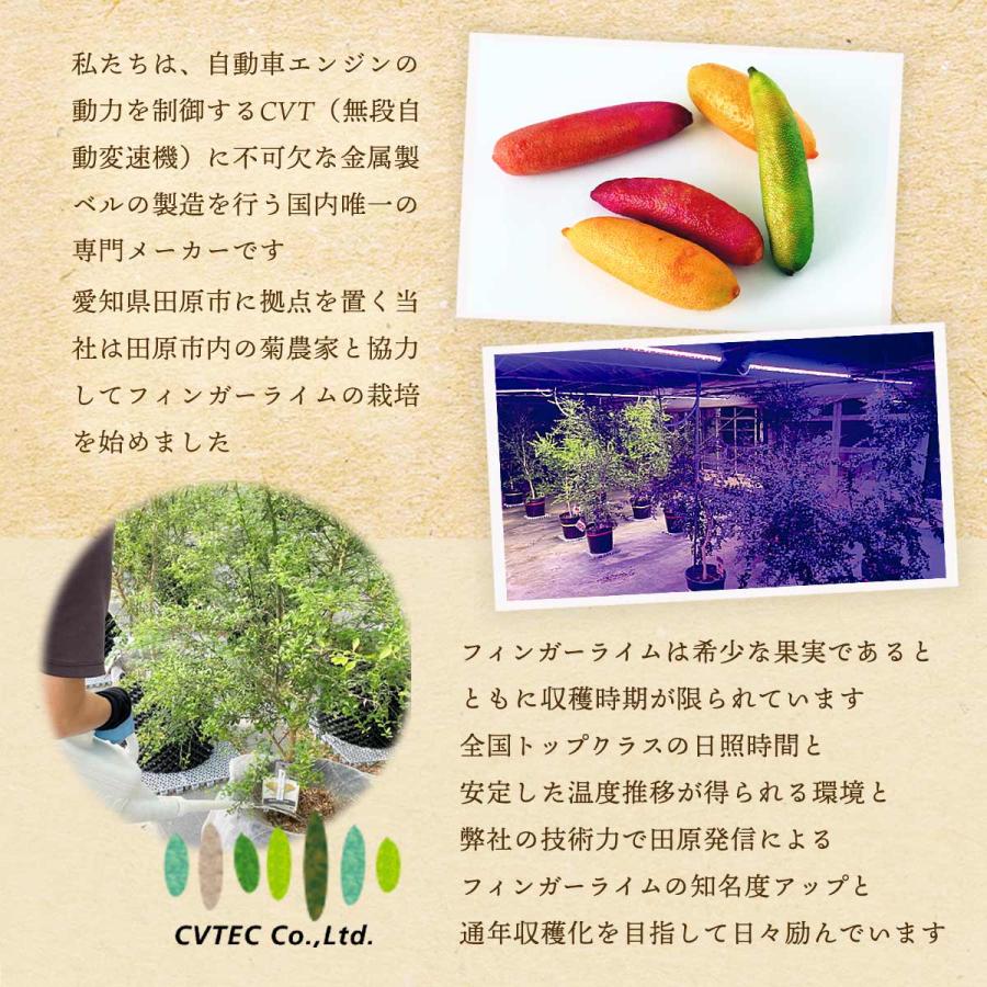 送料無料 シーヴイテック フィンガーライム 250g(12〜20本) 【発送:7月