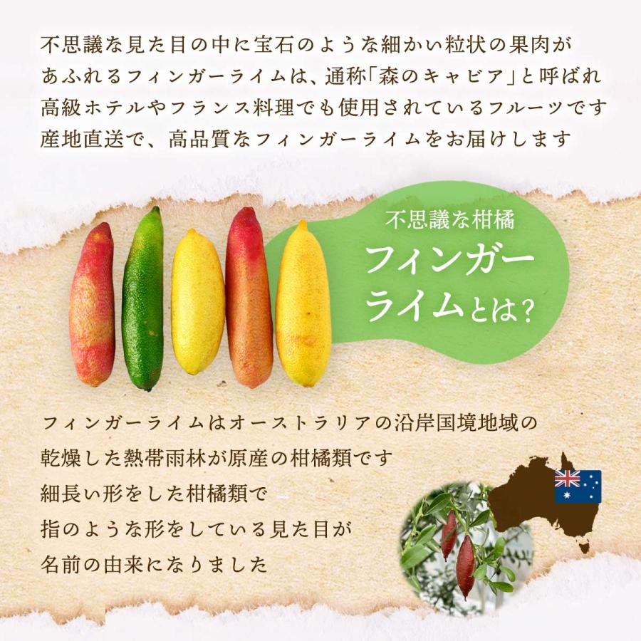 送料無料 シーヴイテック フィンガーライム 250g(12〜20本) 【発送:7月