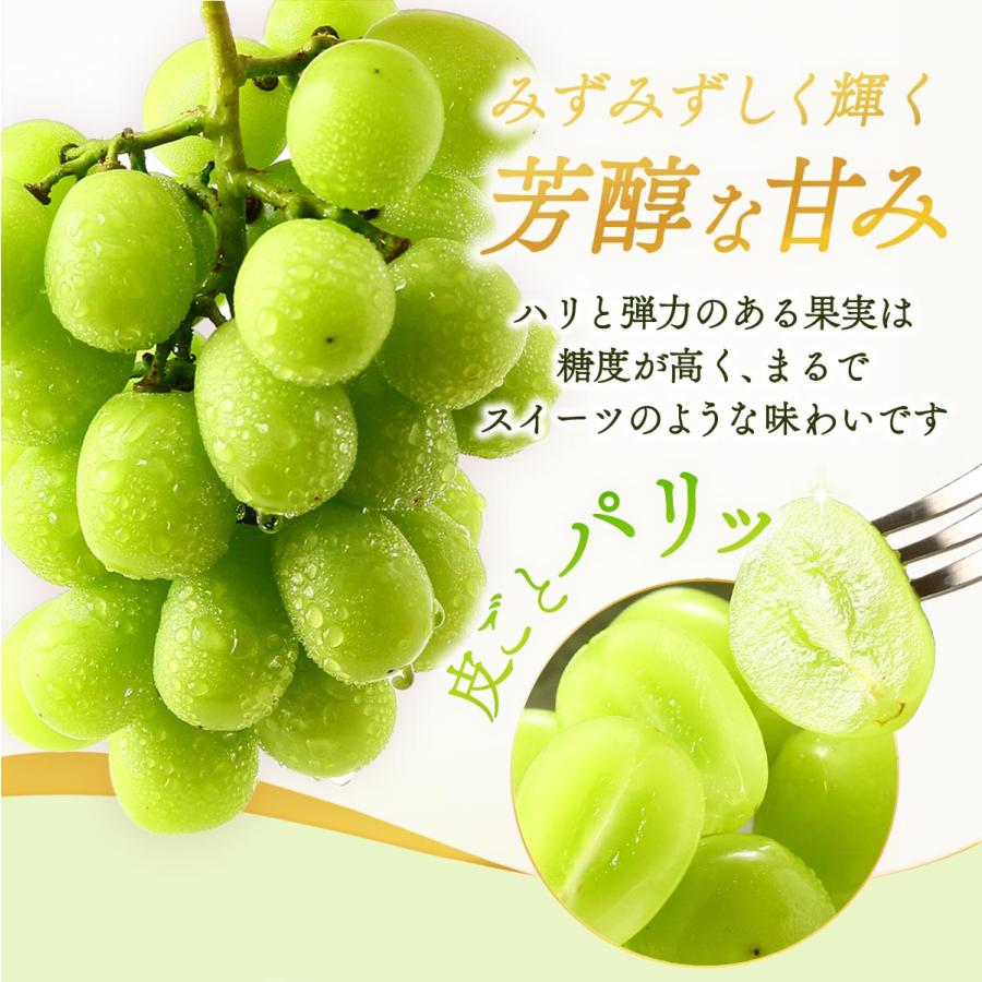 シャインマスカット 2房 送料無料 [松川果樹園] 贈答用 800〜1.2kg