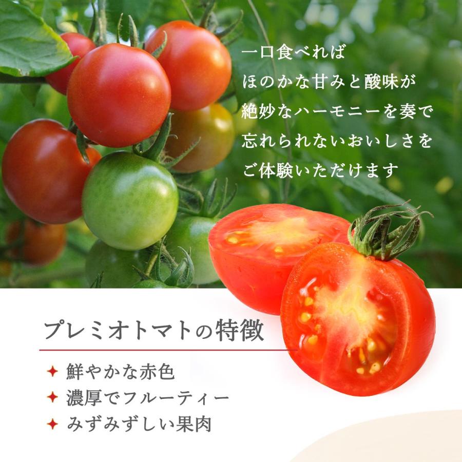 みにとまと みにとまと Root ZX mini | MORITA