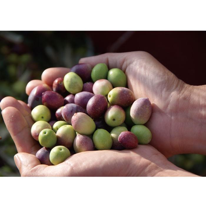 医薬部外品 | オリーブマノン 薬用美白化粧水 120ml│ 化粧水 美白