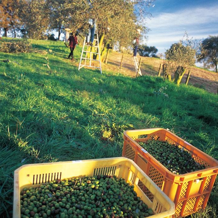 医薬部外品 | オリーブマノン 薬用美白化粧水 120ml│ 化粧水 美白