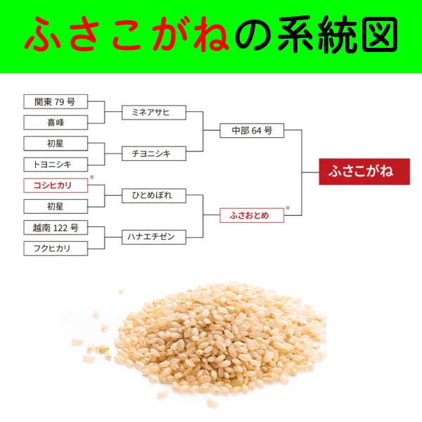 米 安い セール 千葉県産 ふさこがね 20kg（5kg×4袋） 白米 令和7年産